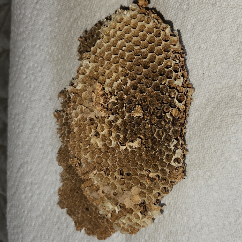 Honey comb